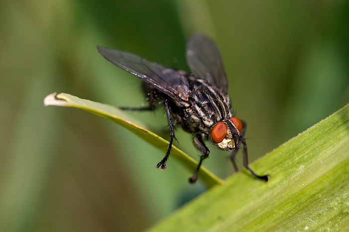 Sarcophaga sp. (Sarcophagidae)